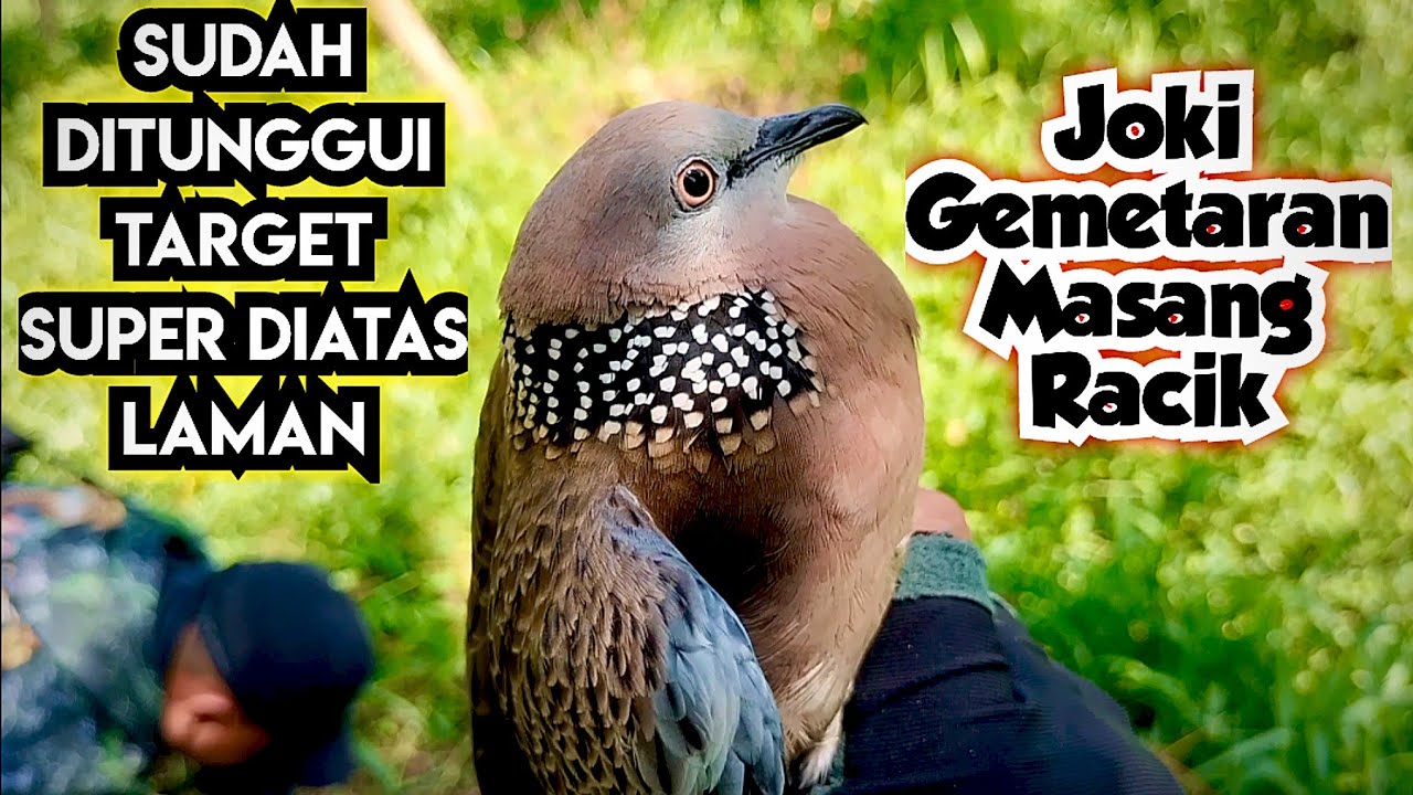 Masang Racik Pun Gemetaran Karena Tekukur Ini Sudah Kontes Suara Diatas Laman