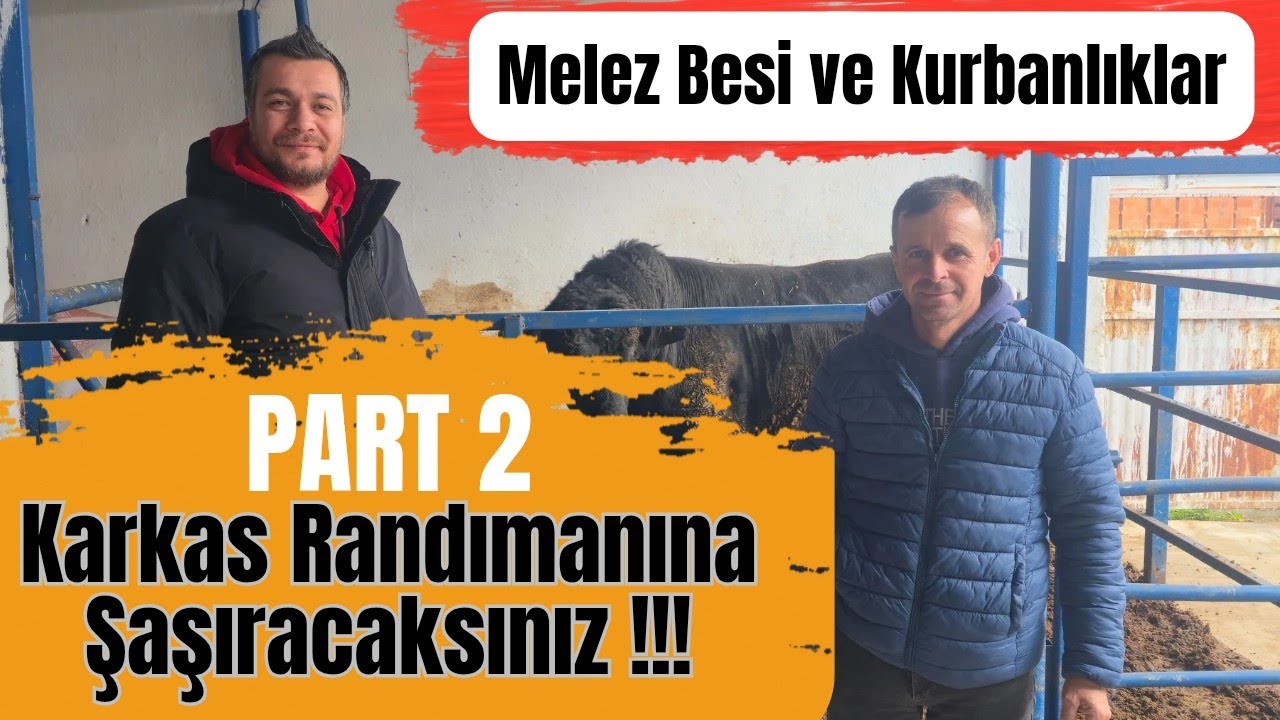 Melez Kurbanlık ve Besi Satışlarında Büyük Başarı... Aytekin Besi Çiftliği (Part 2)....!