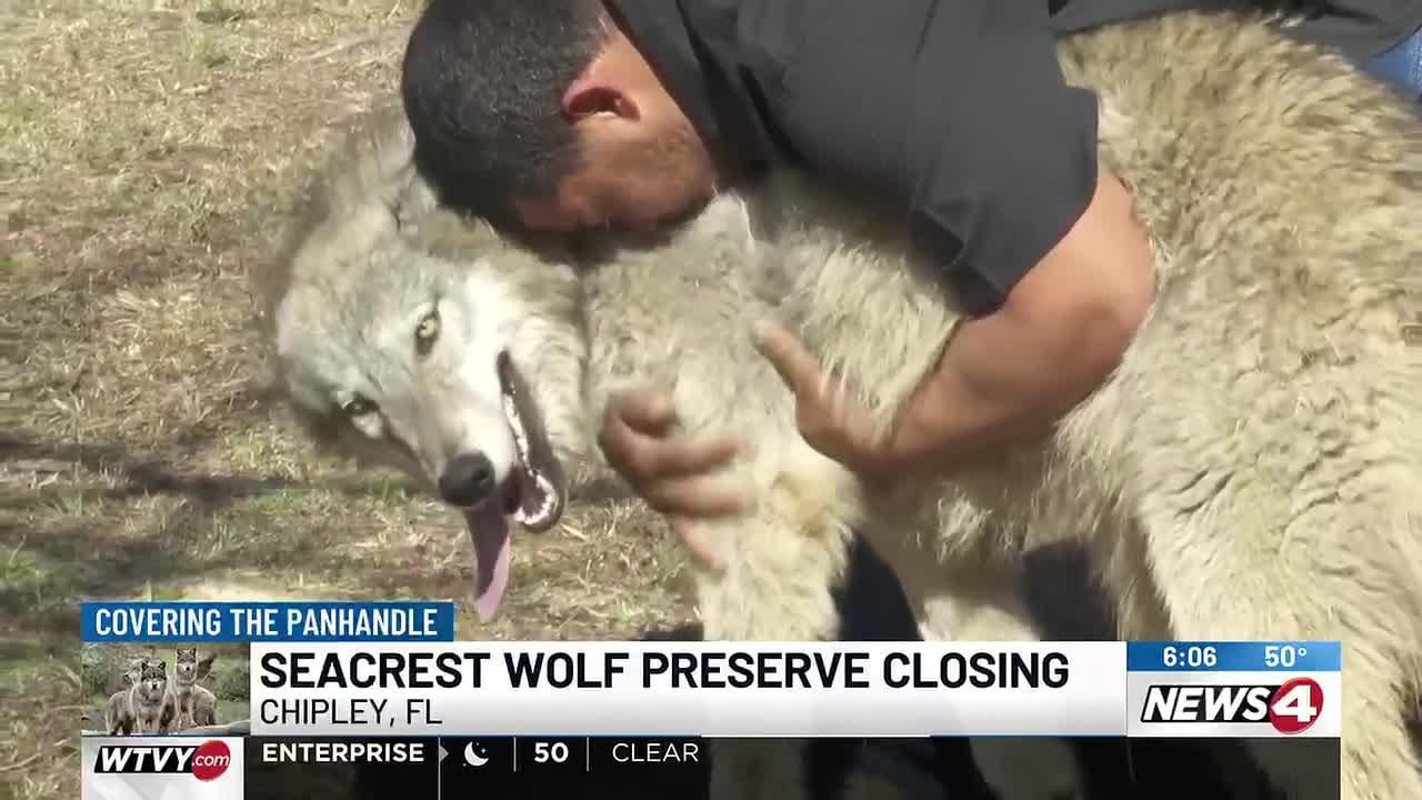 Court orders Chipley wolf preserve to vacate property in lease dispute