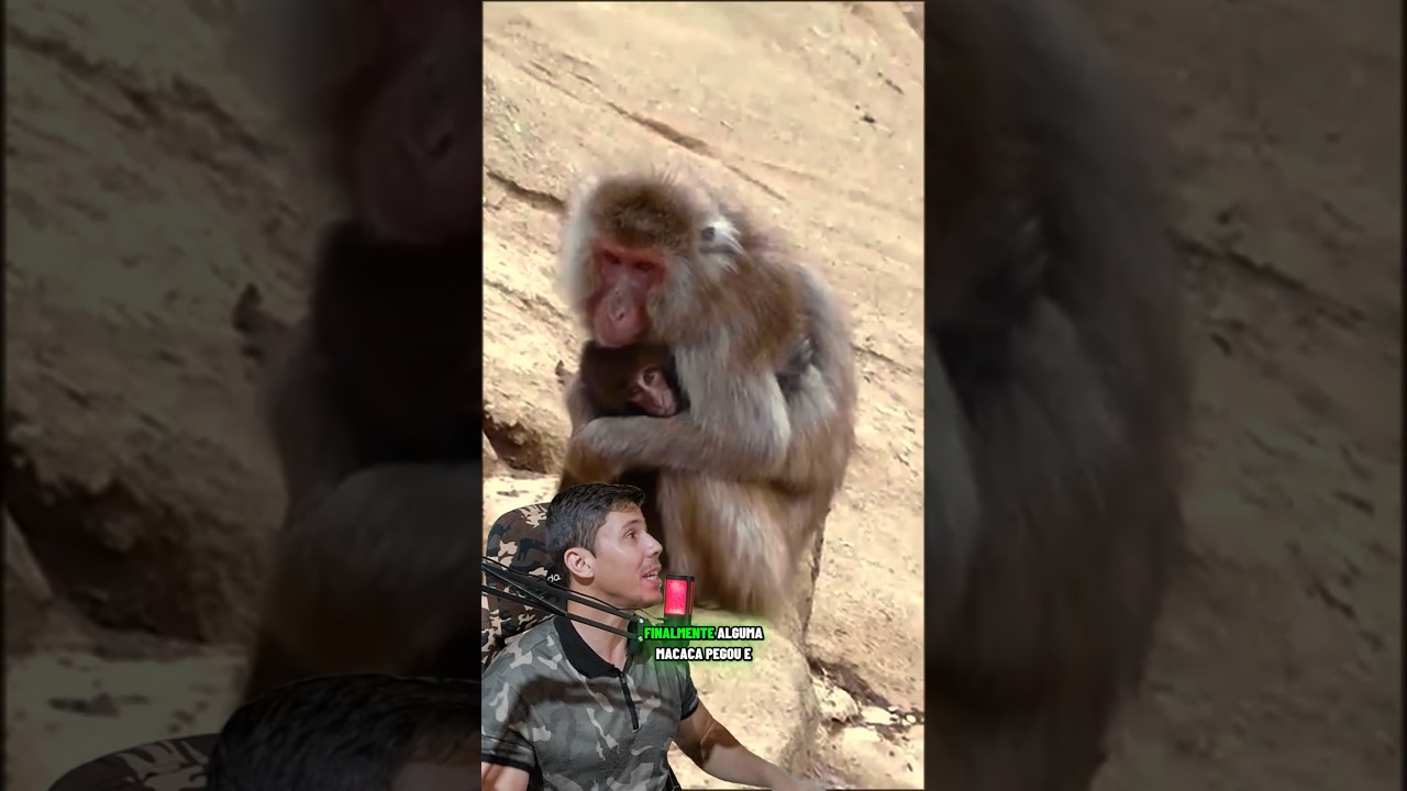 O MACAQUINHO PUNCH FOI ADOTADO