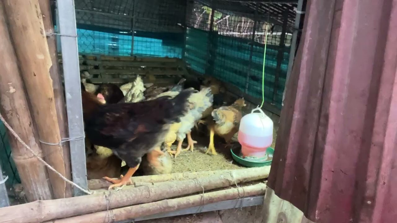 Gà thảo dược ăn đêm với đèn Năng lượng mặt trời rất tiết kiệm