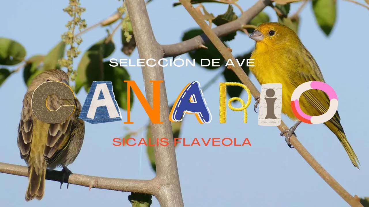 ESTE AUDIO HACE CANTAR A TU CANARIO CANARIO CRIOLLO EJEMPLAR SIN FALLAR DE DORMA INMEDIATA