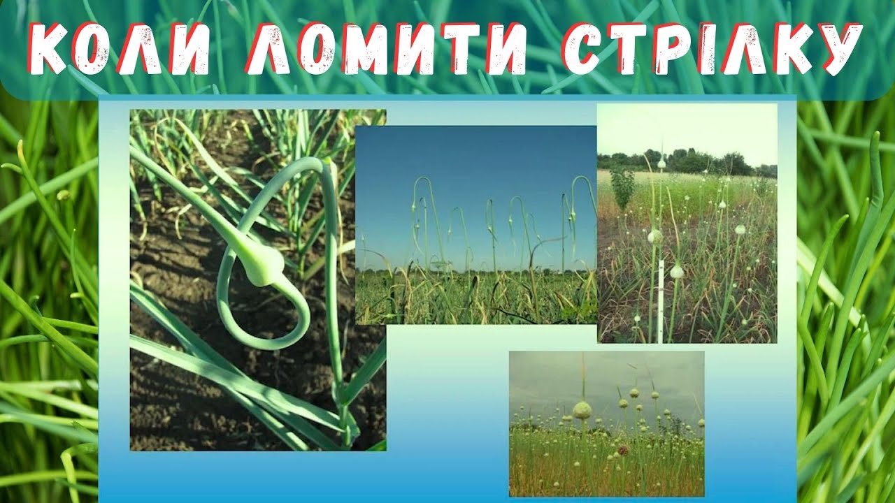 #часник правильна фаза вилому стрілки. Як заощадити на засобах захисту?