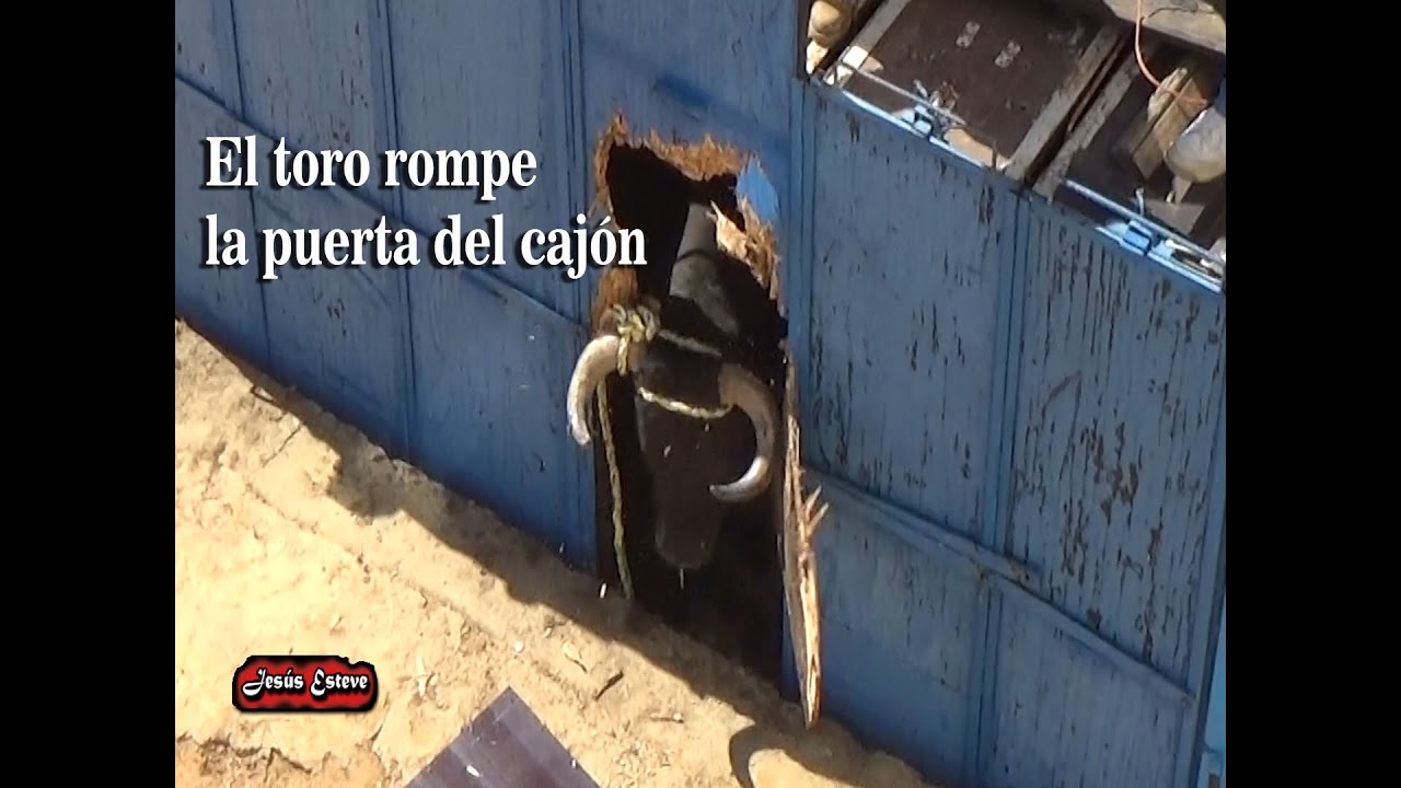 EL TORO ROMPE EL CAJON Y SE SALE IMPRESIONANTE