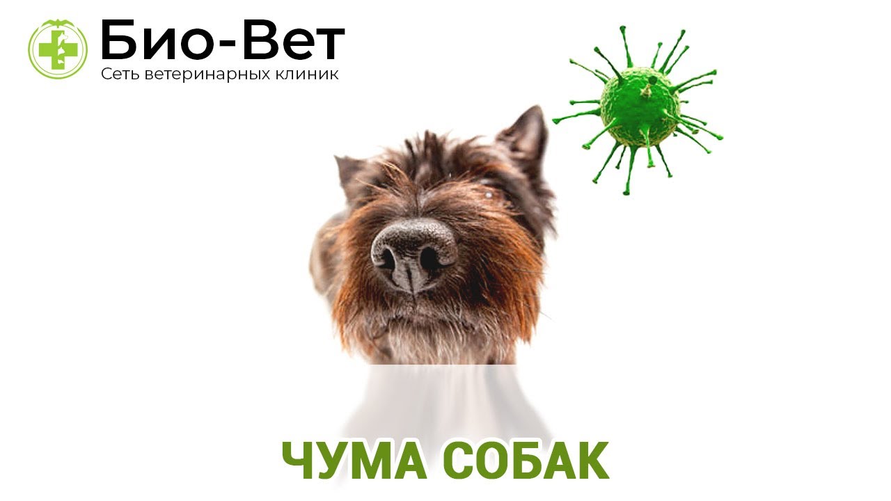Чума Собак - Симптомы и Лечение // Сеть Ветклиник БИО-ВЕТ