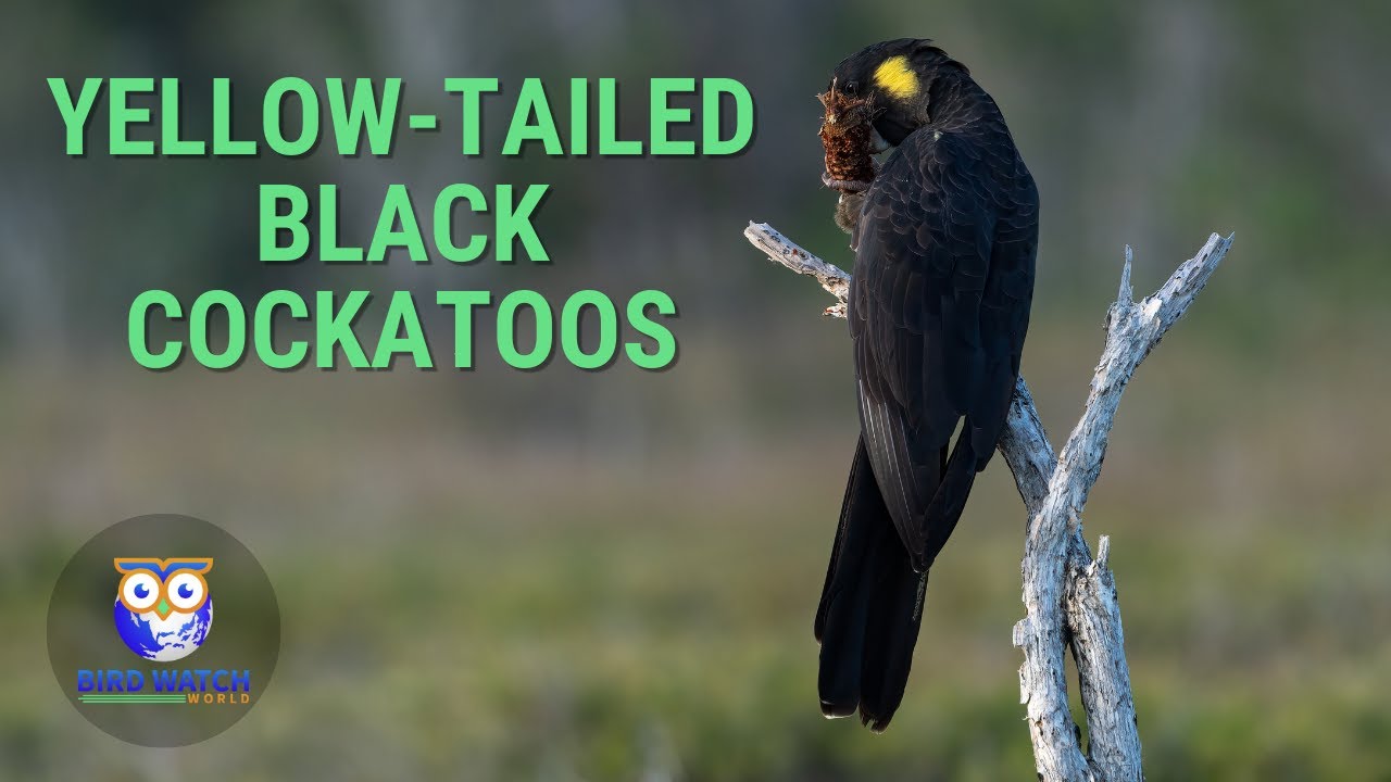 Australian Birds - Yellow-tailed Black Cockatoos at Red Rock Heath