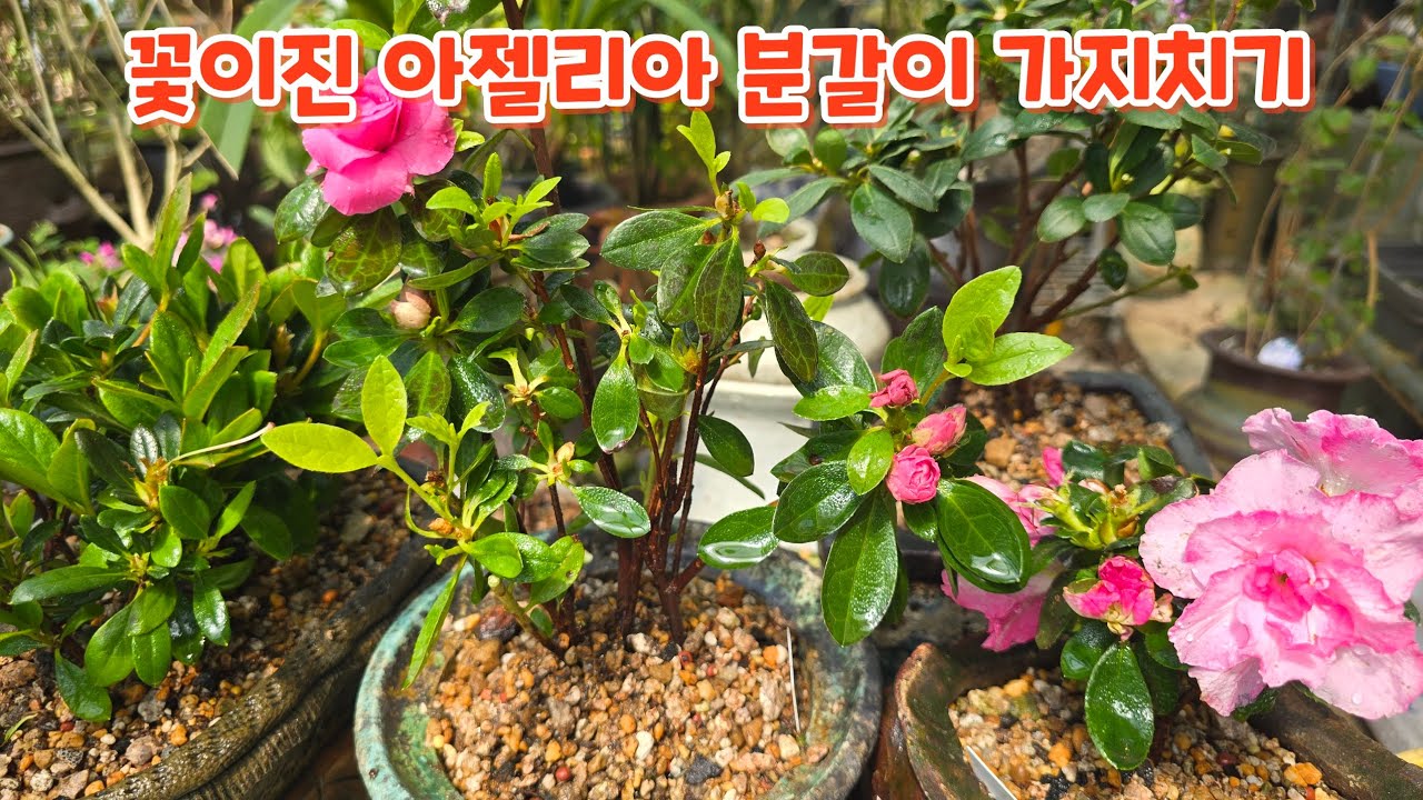 꽃이진 #아젤리아 #장미철쭉 #분갈이 키우는 장소 #가지치기 #키우기