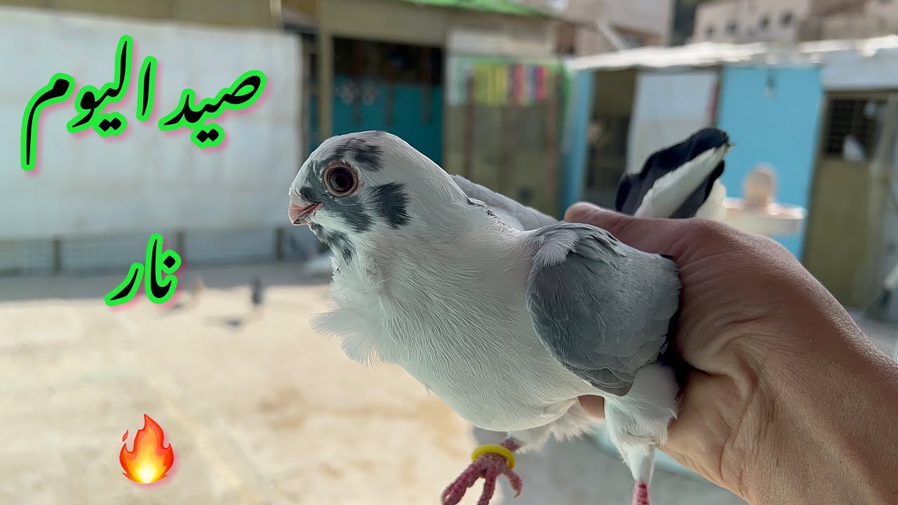 صيد.صيد اليوم. 2 نار وشرار