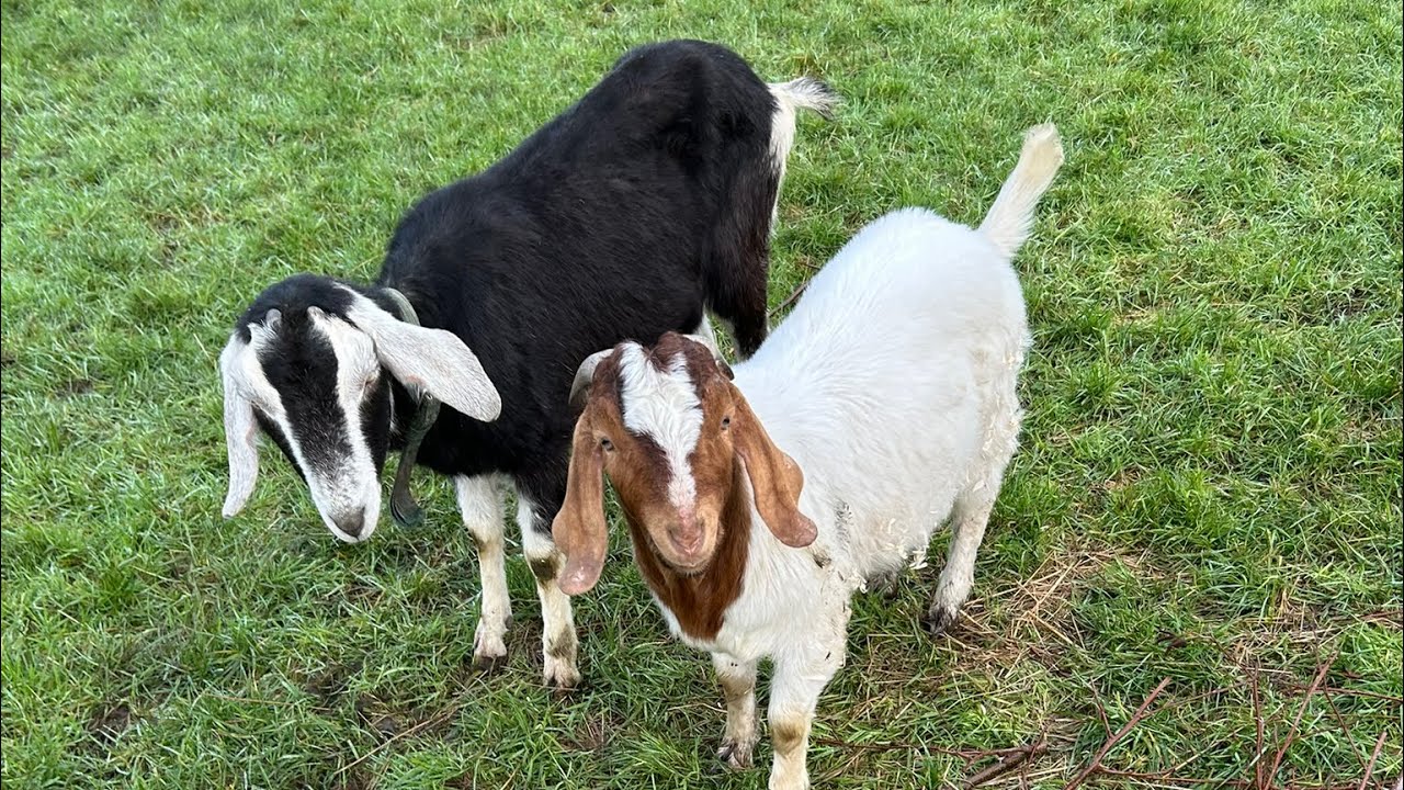 Harry pebble and Jeff go on a walk 