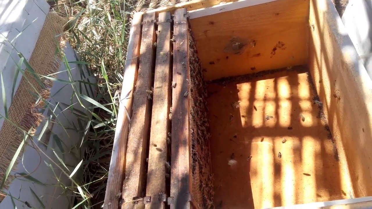 الملكة لم تتلقح🐝🐝والخلية تنهار😯والنحل يقل🐝!!        فماذا أفعل؟ ؟