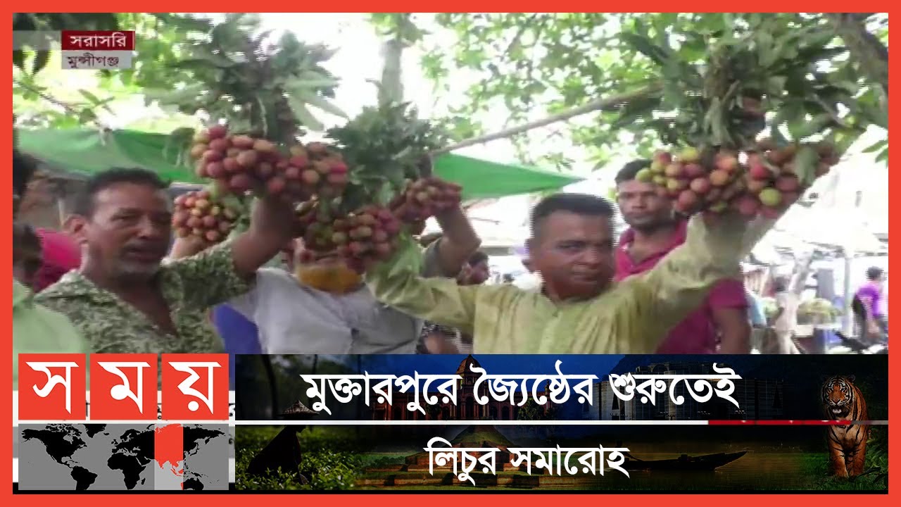 লিচু কিনতে ভোর থেকেই ভিড় পাইকারদের! | Munshiganj Litchi Market | Somoy TV