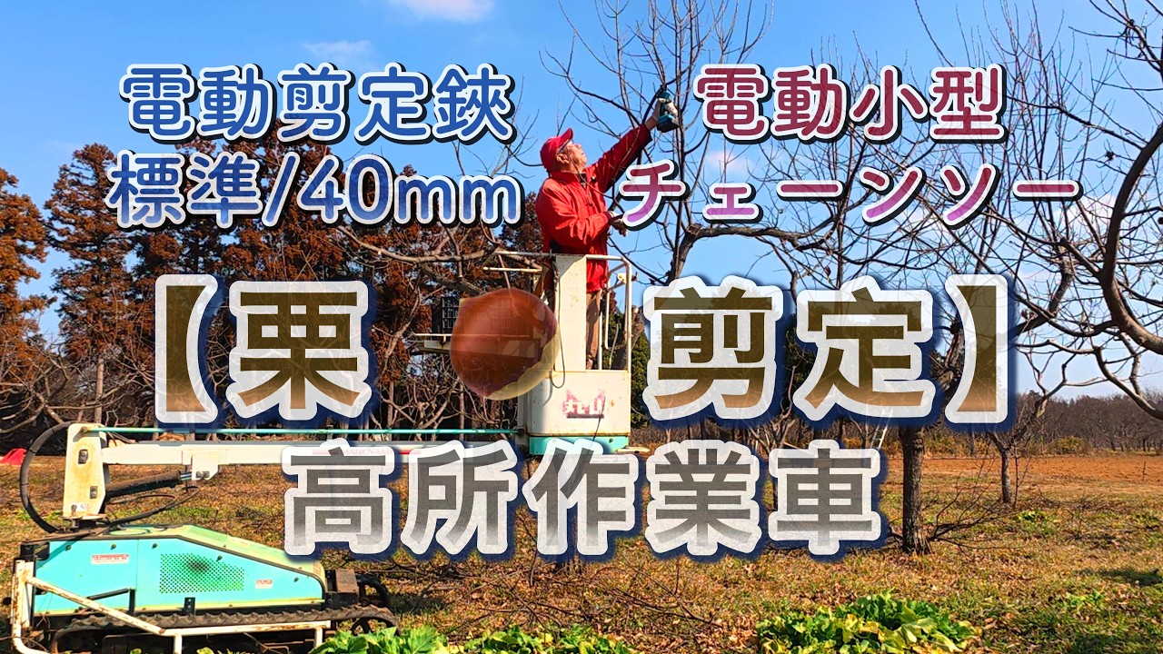 【栗の剪定】高所作業車・電動剪定鋏標準40mm・電動小型チェーンソー