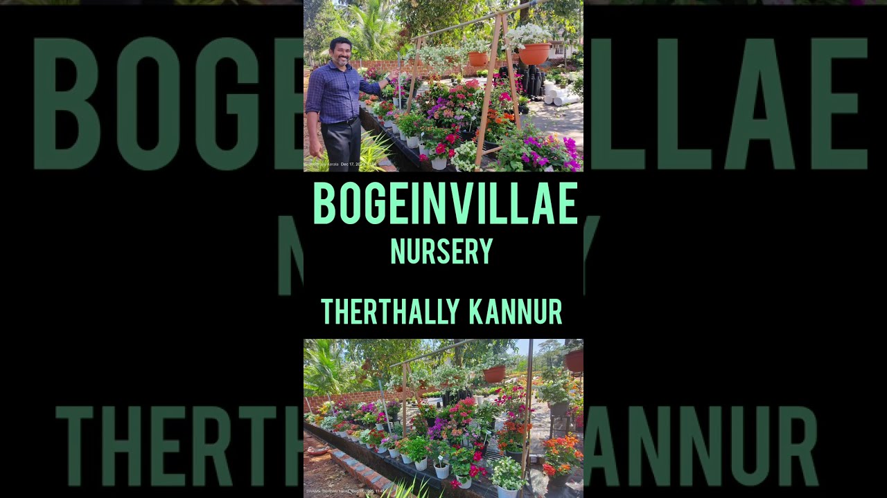 Bogeinwilla Nursery @ Therthally Kannur I. കണ്ണൂർ തേർതല്ലി ഉള്ള കടലാസ് പൂവ് നഴ്സറി I