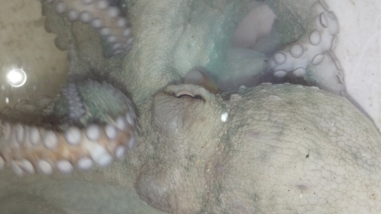 amazing ψάρεμα με πολύ γέλιο και απόδραση χταποδιού - Incredible fishing and an octopus escape