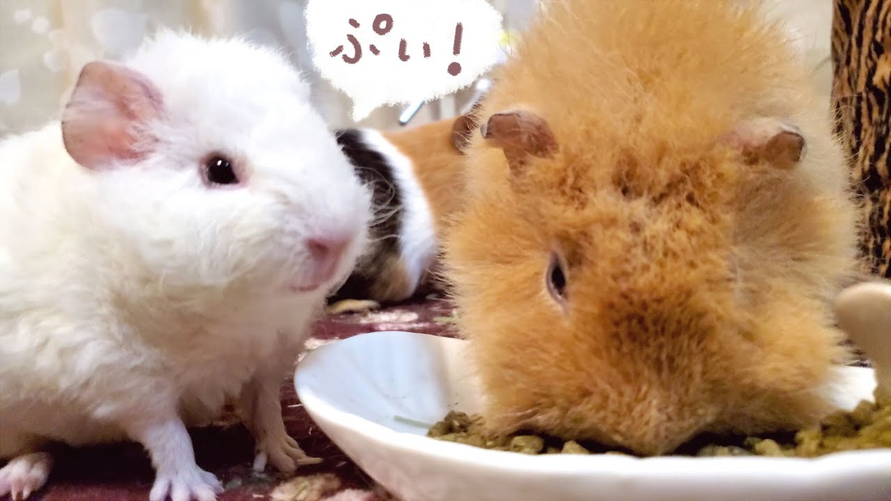 モルモット赤ちゃんをお迎えして一週間