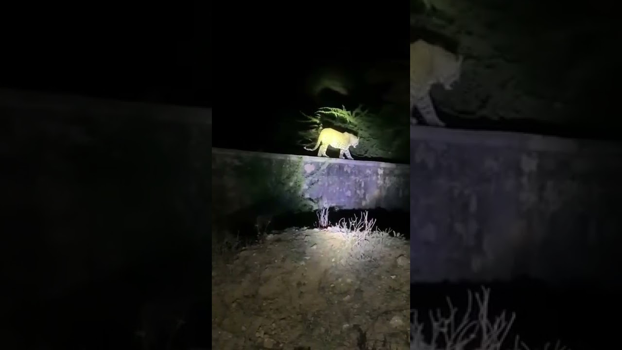 leopard in Aravali Hills Gurgaon