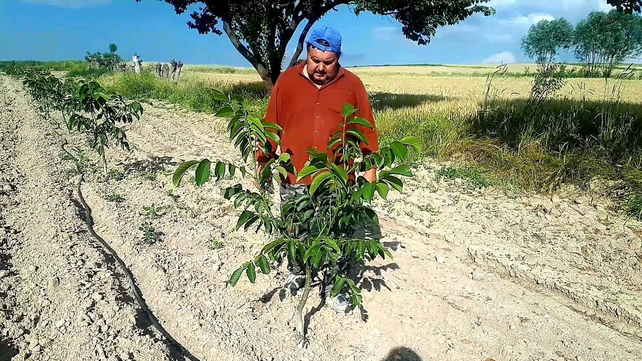 1 YAŞ FİDANLARDA YAZ BUDAMASI