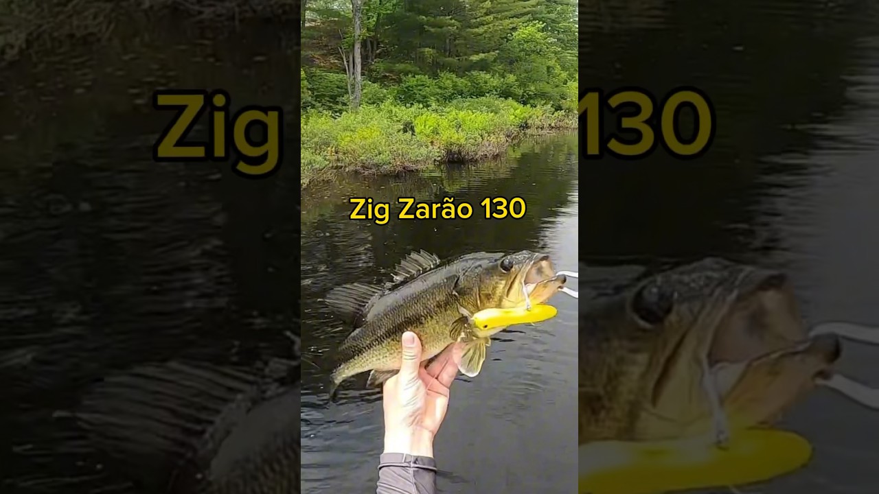 Zig Zara by Nelson Nakamura 