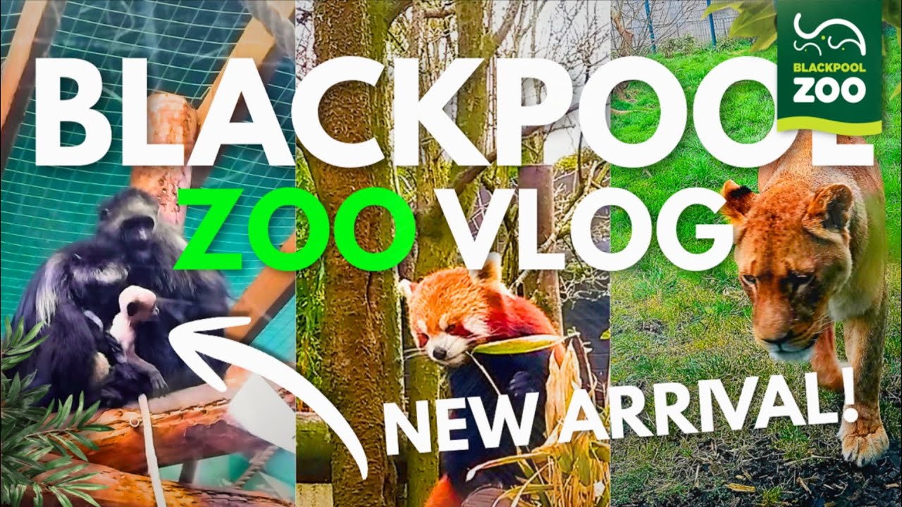 Blackpool Zoo Vlog 2026! Spring Time Safari Adventure Giraffe Expansion & An Unexpected New Arrival!
