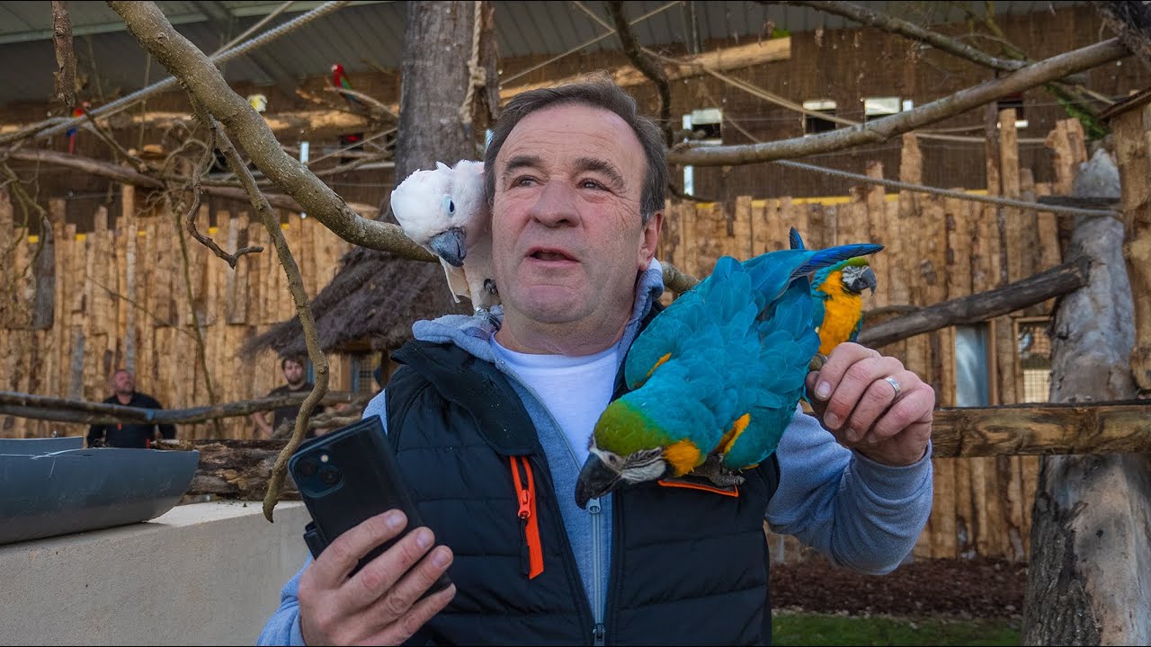 Un transfert en couleurs dans la nouvelle grande volière.🦜