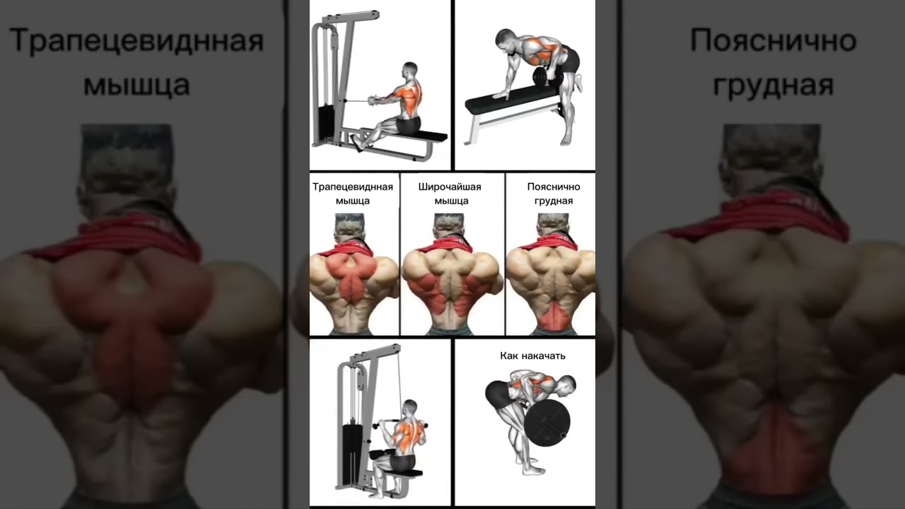 Как накачать спину мышцы спины в тренажёрном зале #fypシ #какнакачать #какнакачатьмышцы