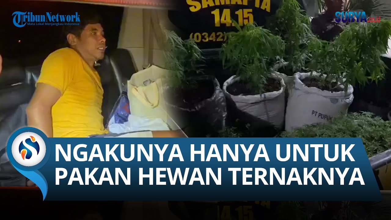 PENGAKUAN Pemilik Ladang Ganja 'Raksasa' di Blitar, Ada Hampir Ribuan Tanaman Ganja di Halaman!