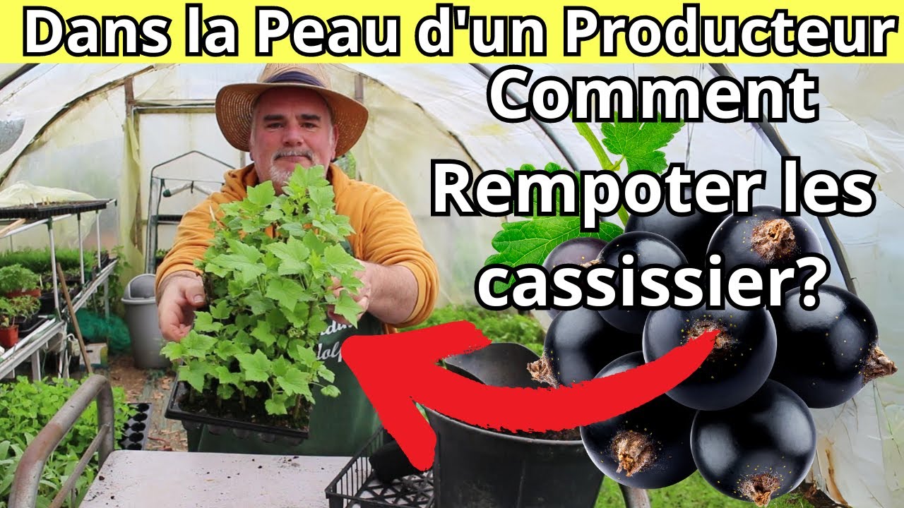 Comment rempoter efficacement vos boutures de cassis ?  Conseils d'un passionné!