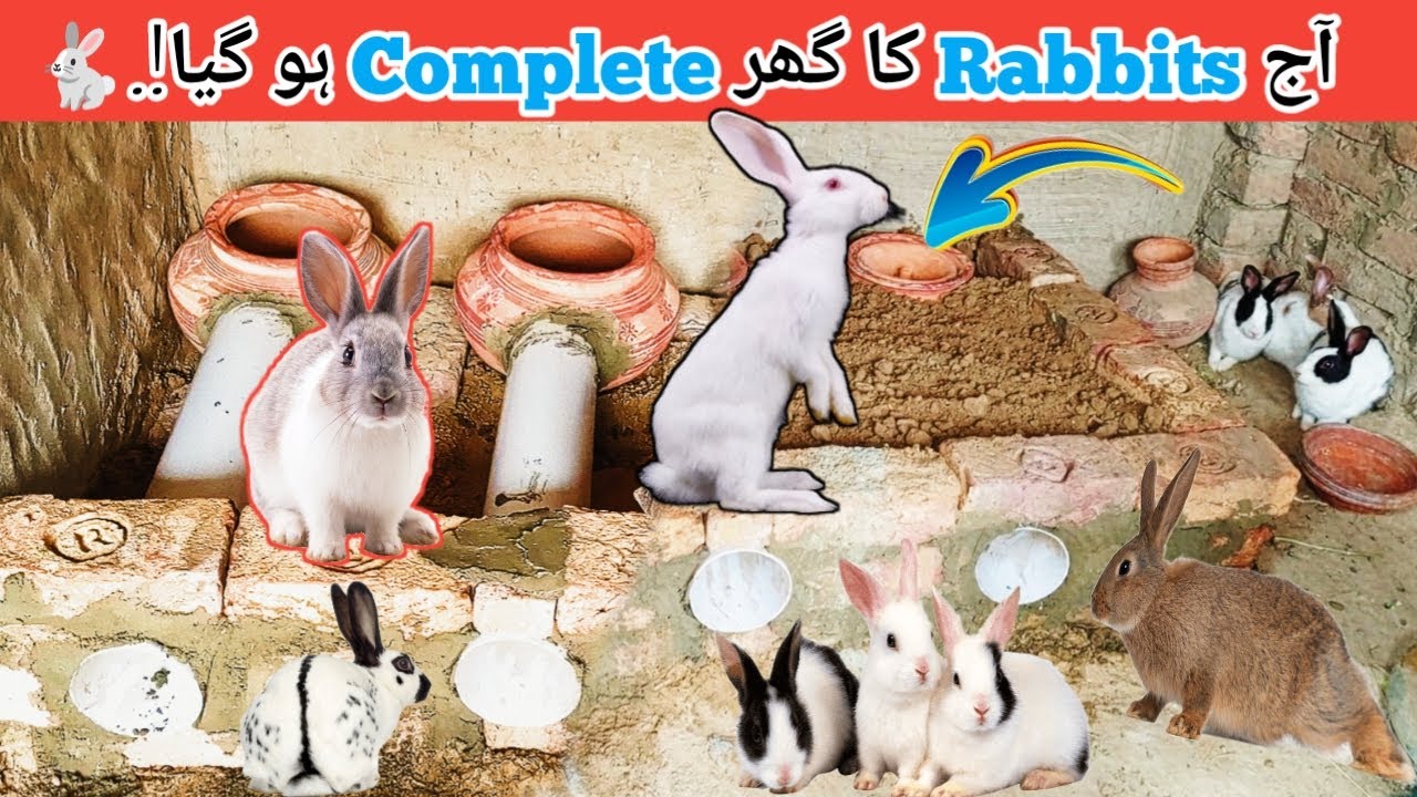 How make Rabbits home in Easy way  |خرگوش کا گھر کسے بنائیں |Rabbits Home|Giving new home to rabbits