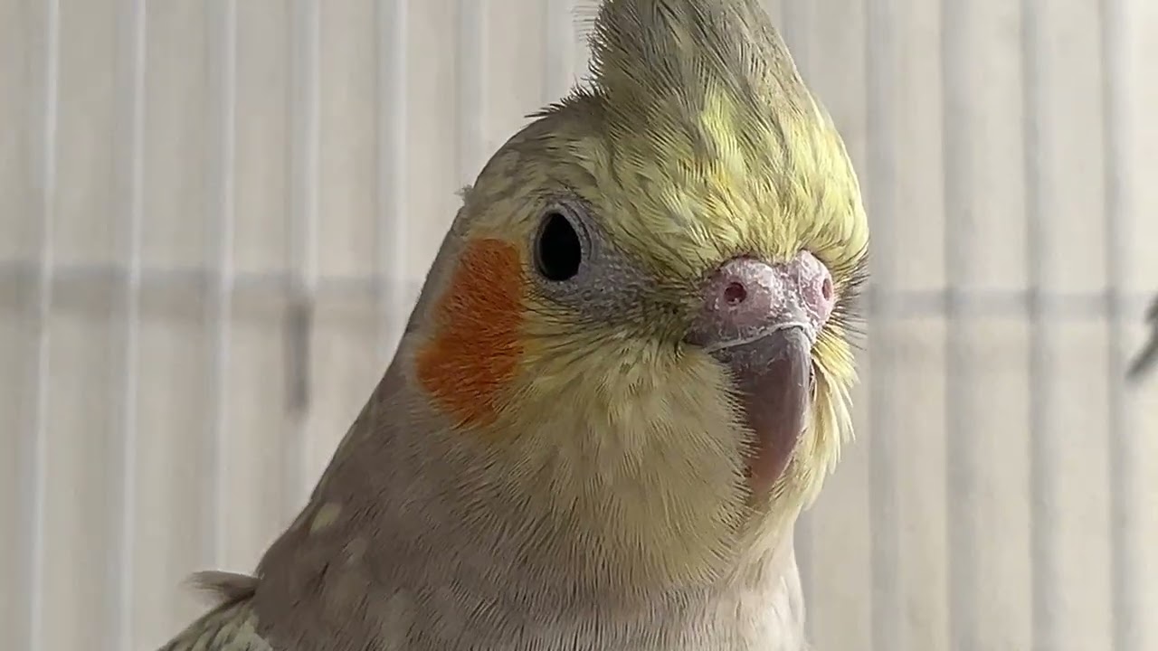 شنو كيعني هاد الصوت ديال الكالوبسيت؟ 🤔What Does This Cockatiel Sound Mean?