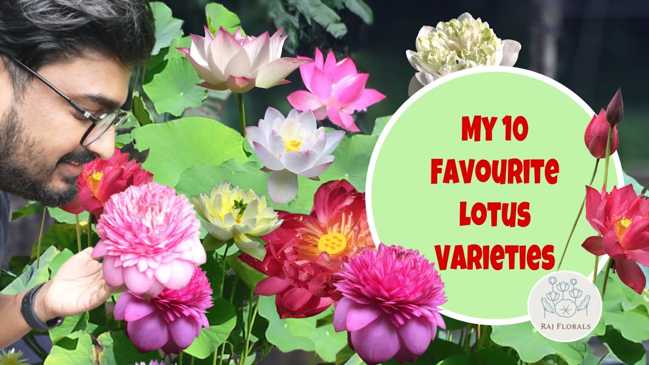MY 10 FAVOURITE LOTUS VARIETIES