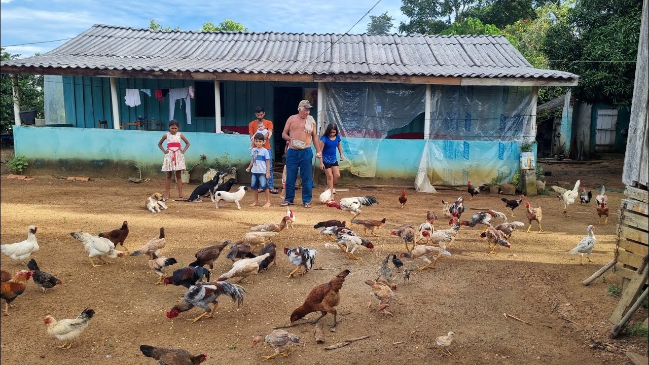 Este sítio é um verdadeiro Reino encantado Tem de tudo  galinhas  porcos ,vacas ,banana, cacau etc