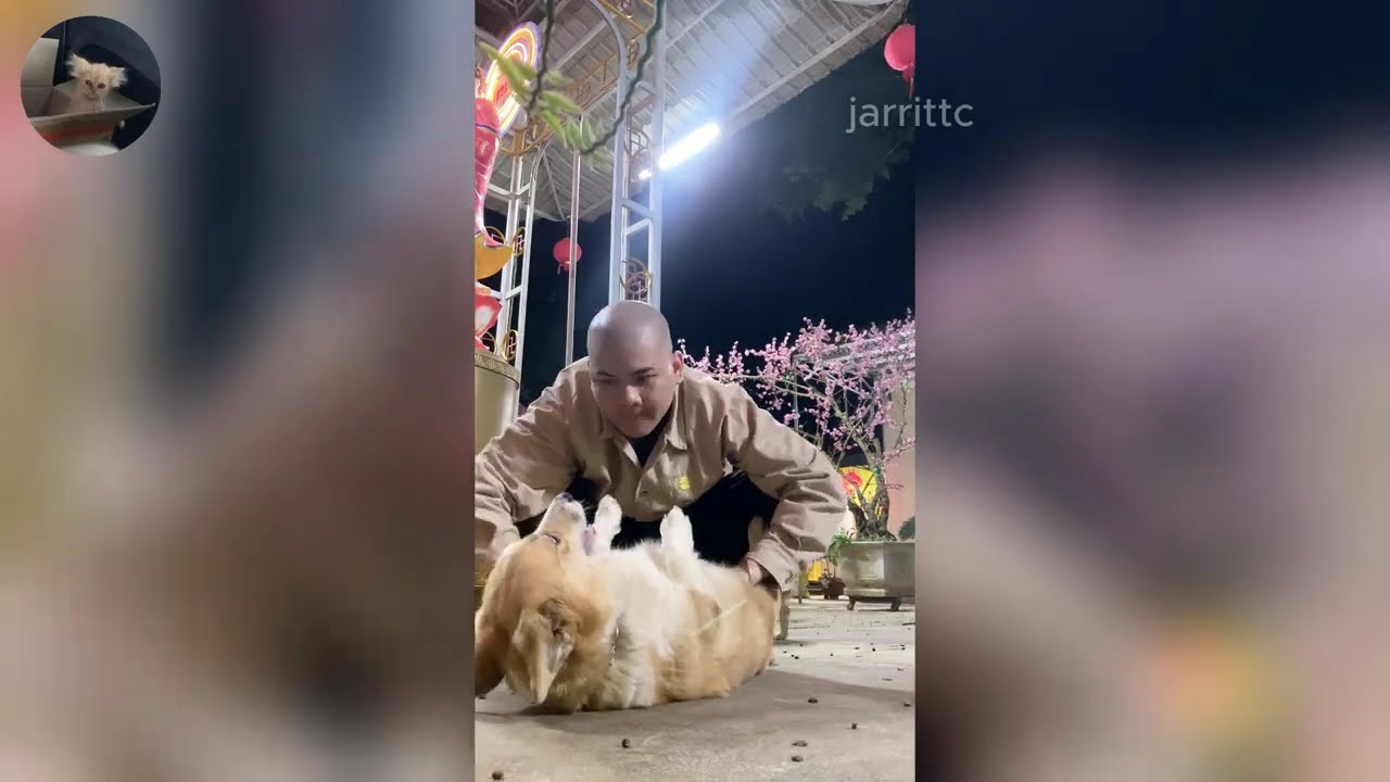 Funny ANIMALS videos 😂 | Funniest Cats and Dogs 2026 🐶😼 Part 56