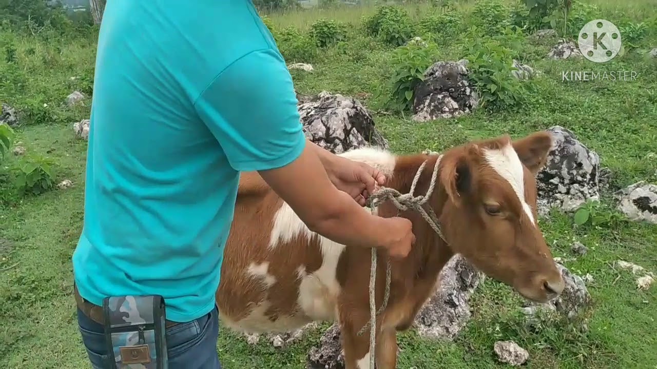 Practica de Nudos Para un Amarre Efectivo al Trabajar en la Ganaderia  // A.G.A.P