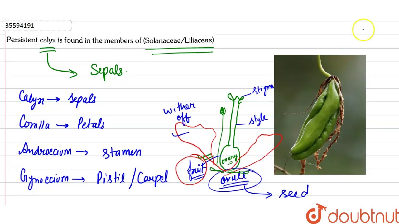 Persistent calyx is found int eh members of (Solanacea?Liliaceae)