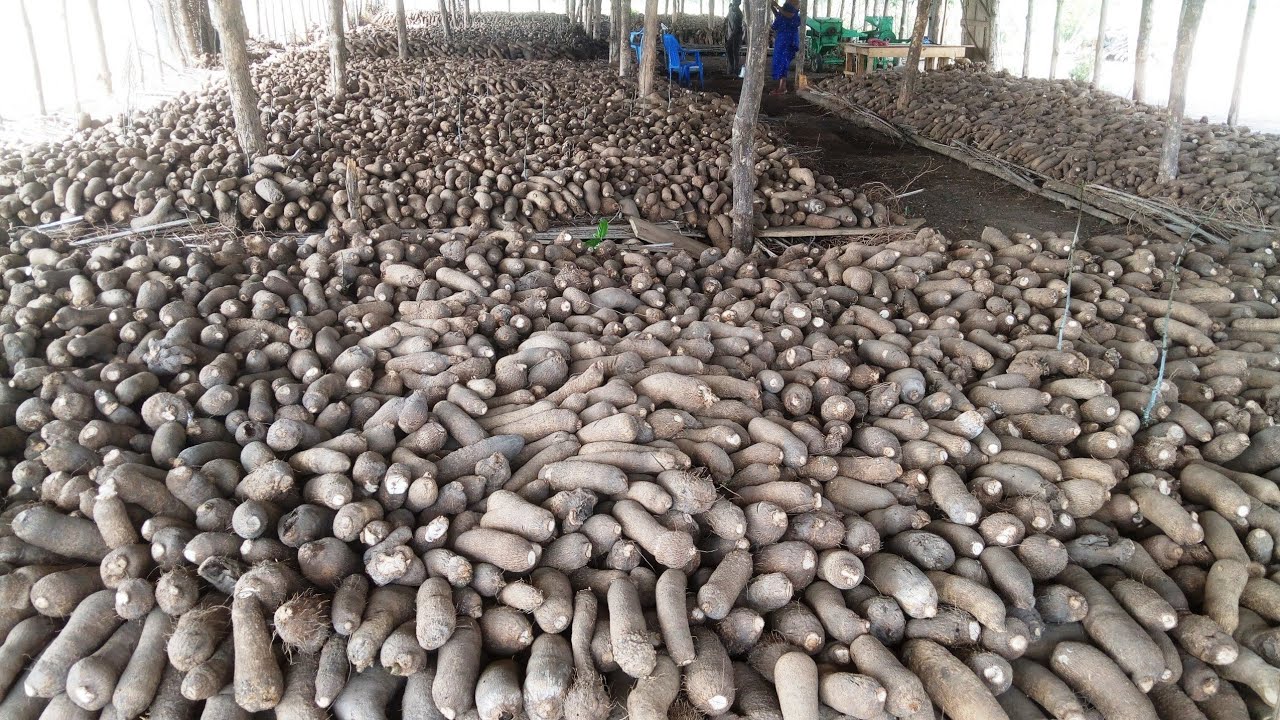 Voici comment réussir la culture de l'igname !