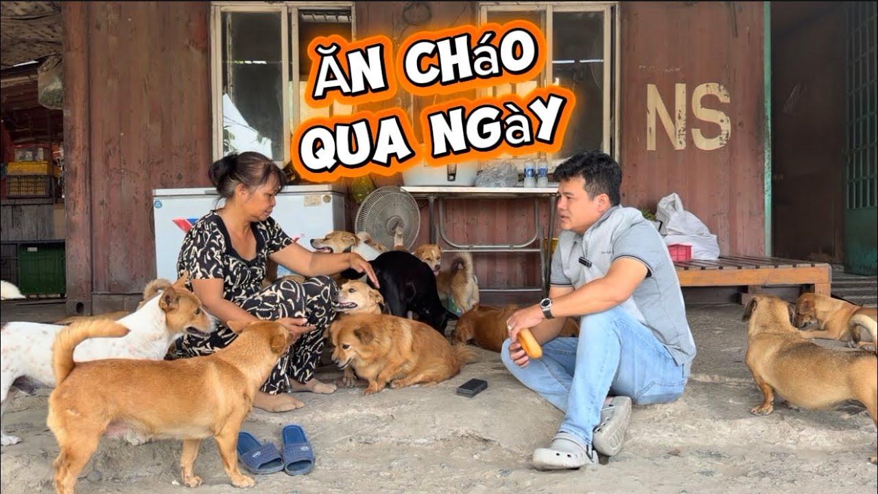 rơi nước mắt khi biết hơn 80 bé cún nhà cô Yến phải ăn cháo cầm hơi trong mùa tết