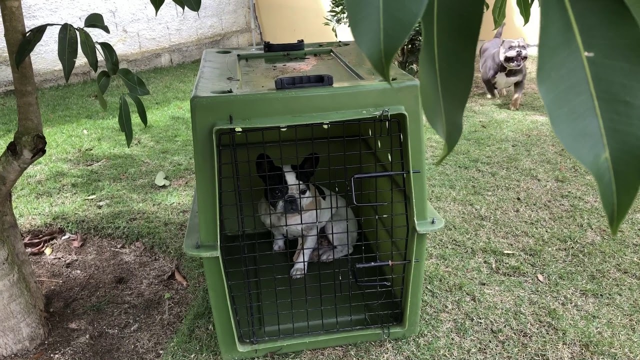 Corrigindo comportamento de agressividade