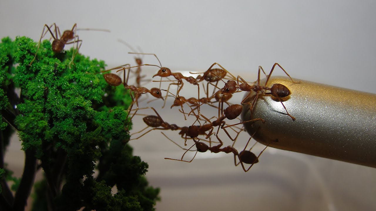 Мои муравьи-портные. Oecophylla smaragdina