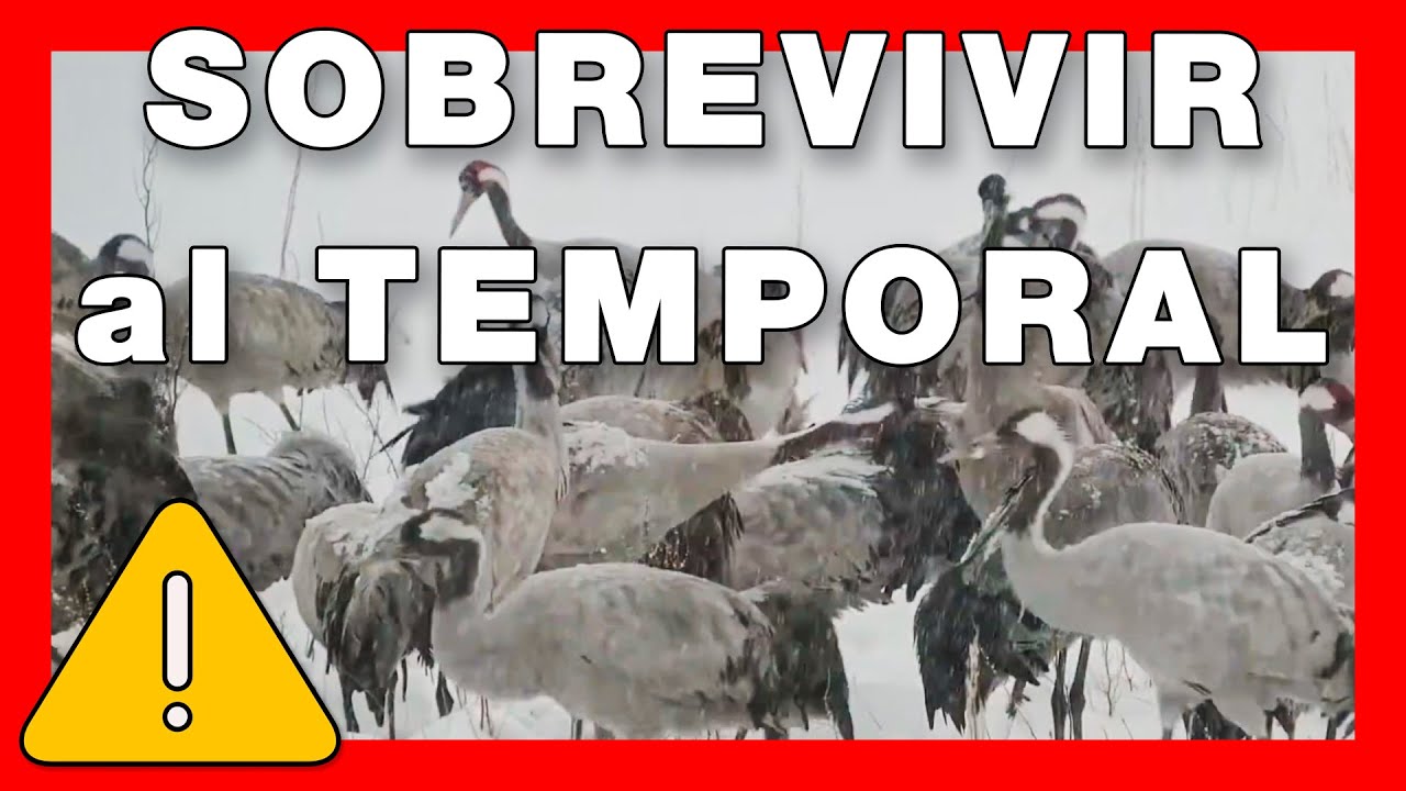 🔴 DIRECTO AVES acuáticas NEVADA HISTÓRICA!! Ávila #115