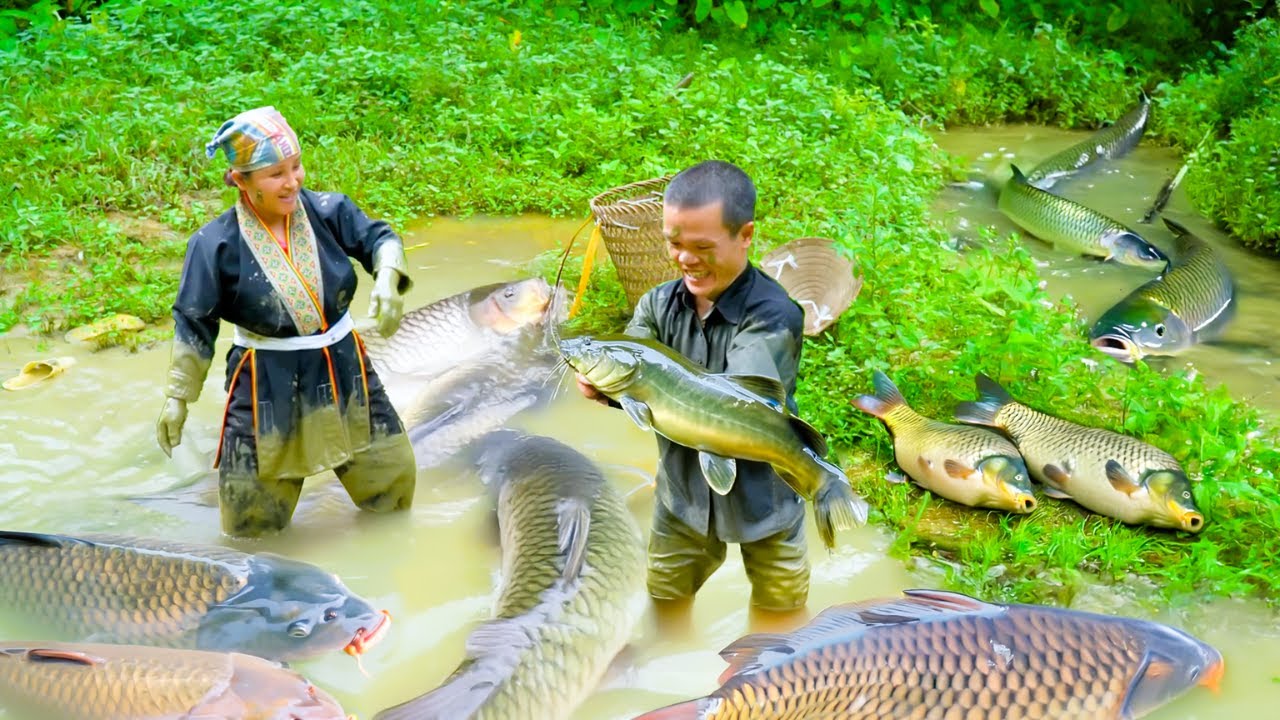 Unbelievable Ability to Catch Fish - Dwarf Family Harvests Abandoned Fish Pond, Surprising Results