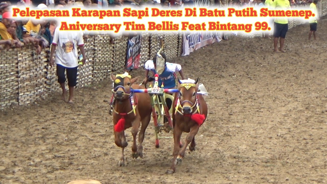 Pelepasan Karapan Sapi Deres Di Batu Putih Sumenep. 