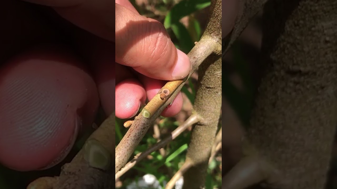 Grafting Durian Plants #graft #durian #shorts