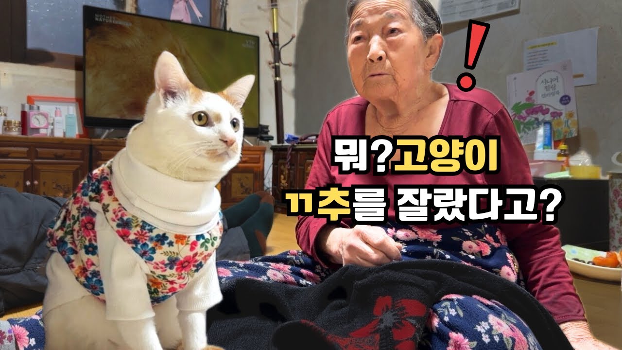 너무 웃겨! 새해 할머니댁에 방문한 고양이와 친척들 그리고 할머니의 케미가 이렇게나 재미있다고? 산책냥 레오의 시골 방문기