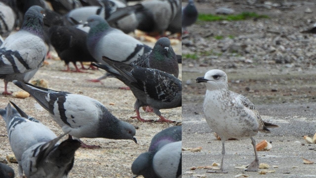 Pigeons, seagulls, crows, sparrows are eating  |  Relaxing Bird Moments | (Birds, CAT TV)