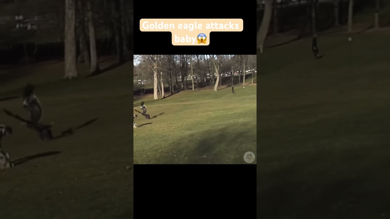 Golden eagle attacks baby😱! #wildlife #eagle #baby