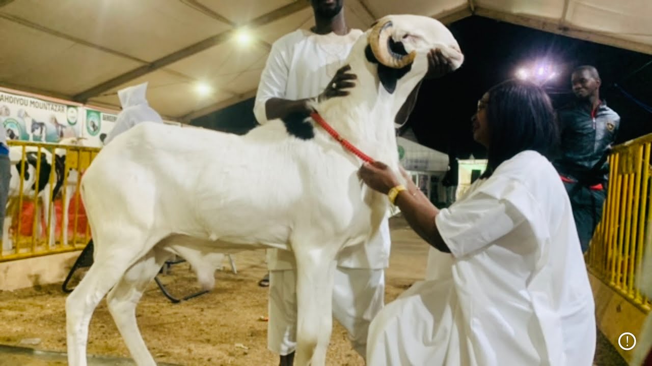 SALADAM EXPOSITION BERGERIE THIAWANE MAR
