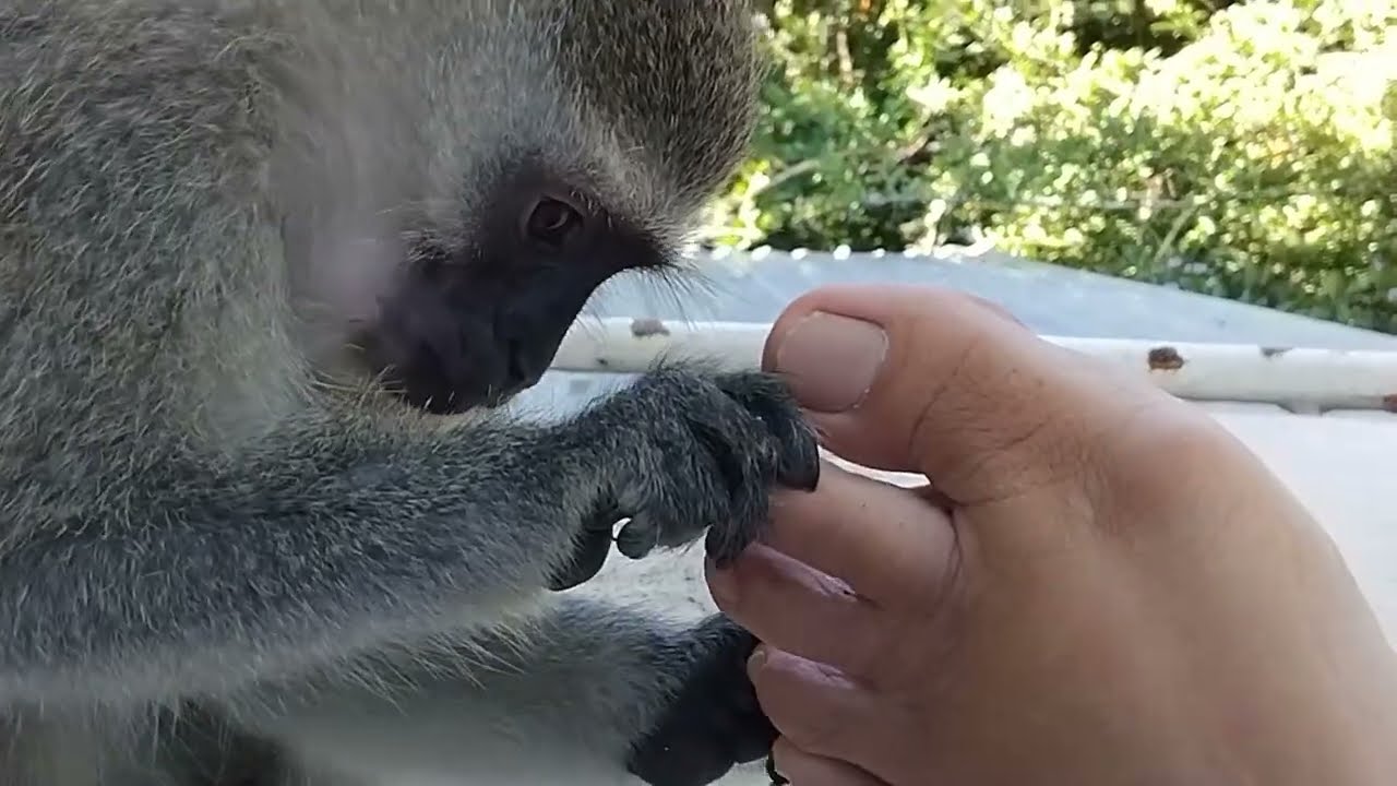 ASMR Monkey Baby Lollipop Gives A Pedicure Primal Stimulation #asmr #babymonkey