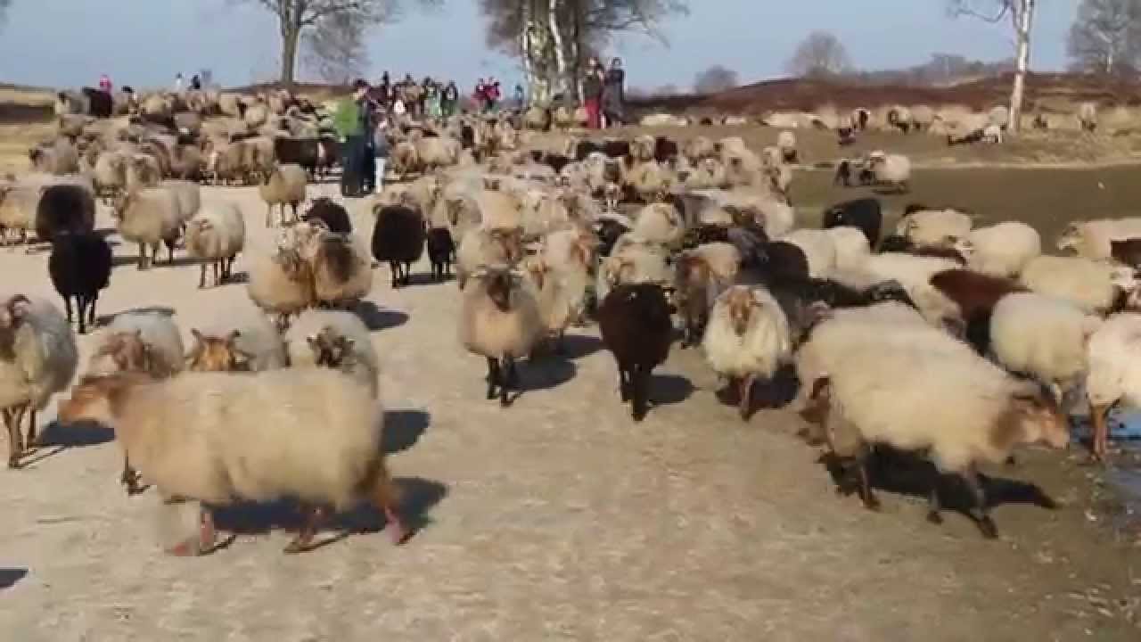 Schaapskudde Balloo (Drenthe)