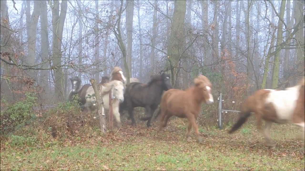 Weideabtrieb der Islandstuten-Herde - ISLÄNDERHOF RUTENMÜHLE