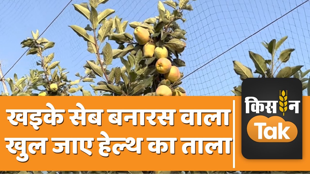 Banarasi Langda के बाद अब Banarasi Apple ने हिमाचल की मिठास को किया फेल  | Kisan Tak